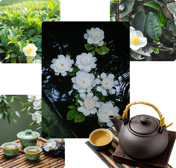 Câu chuyện về bạch trà